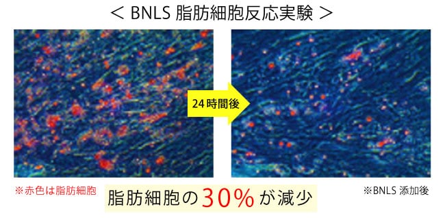 BNLS 脂肪細胞反応実験。脂肪細胞の30%が減少