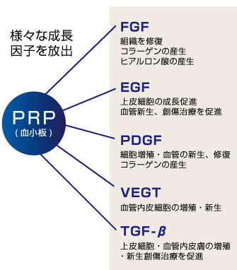 PRP（血小板）は様々な成長因子を放出。FGF(組織を修復・コラーゲンの産生・ヒアルロン酸の産生)、EGF（上皮細胞の成長促進・血管新生・創傷治療を促進）、PDGF（細胞増殖・血管の新生と修復・コラーゲンの産生）、VEGT（血管内皮細胞の増殖・新生）、TGF-β（上皮細胞・血管内皮膚の増殖・新生創傷治療を促進）